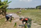 Babinsa Desa Mijen Dukung Ketahanan Pangan Melalui Pendampingan Tanam Padi